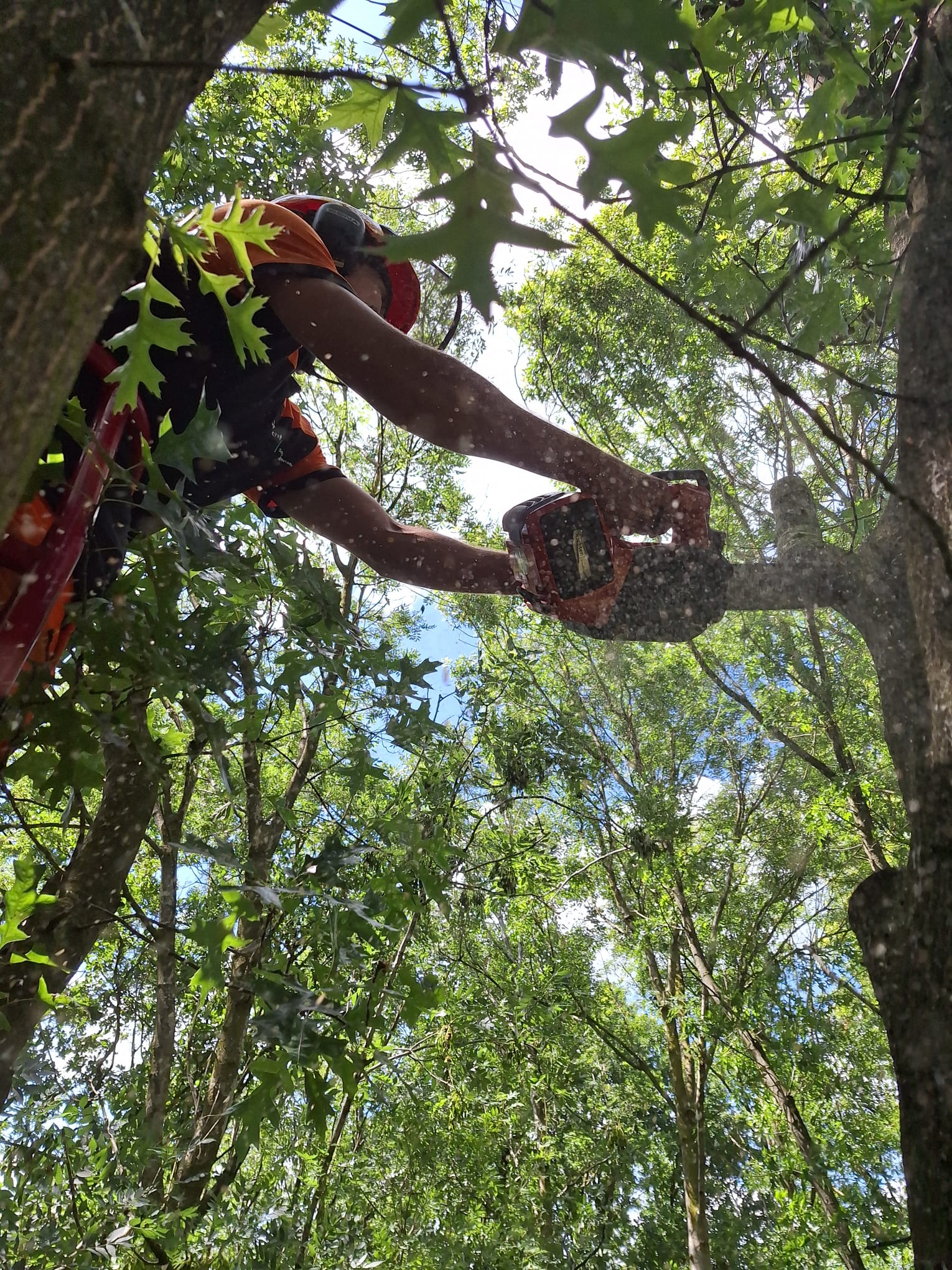 portfolio-green-branches