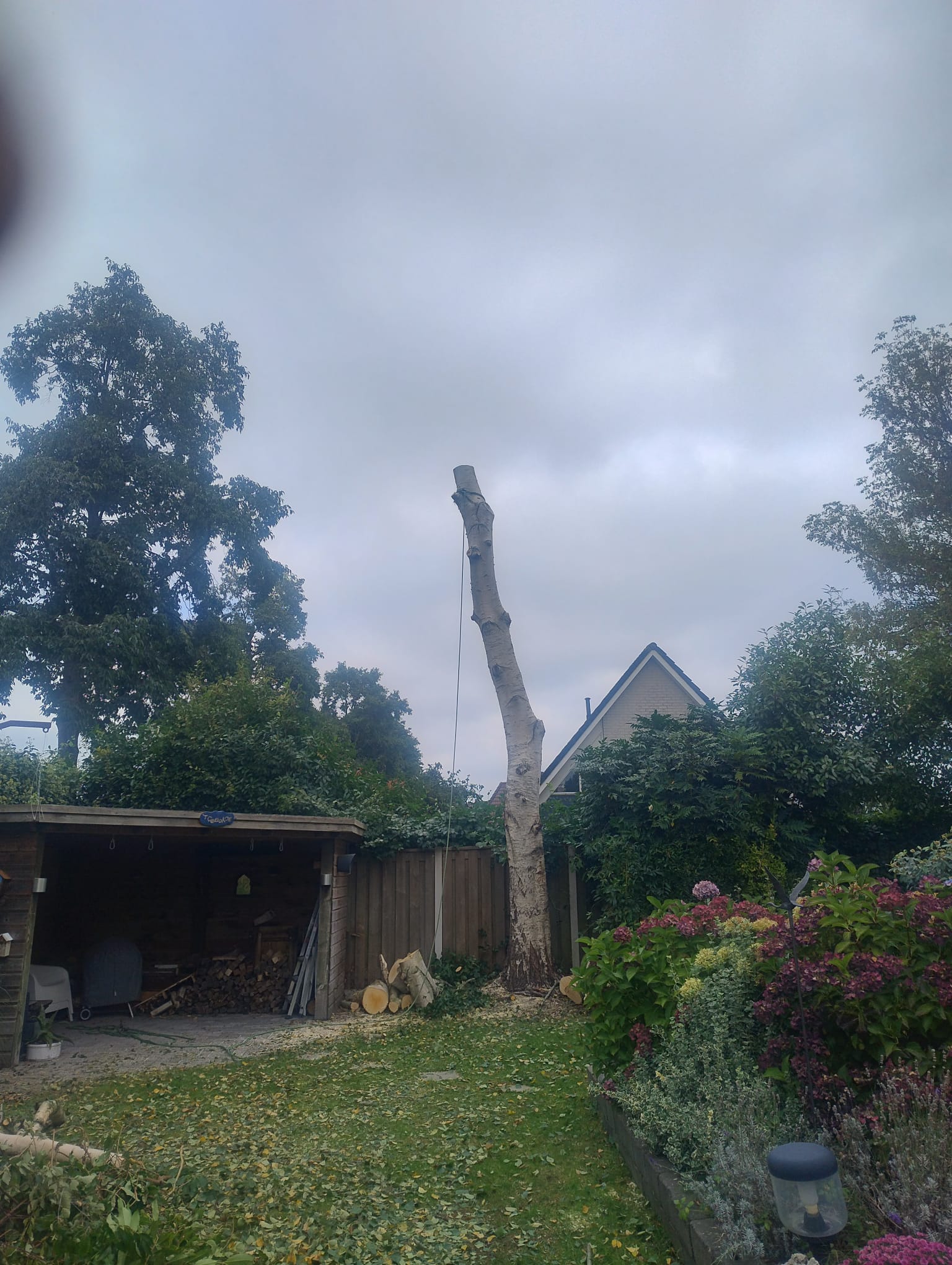 portfolio-percision-tree
