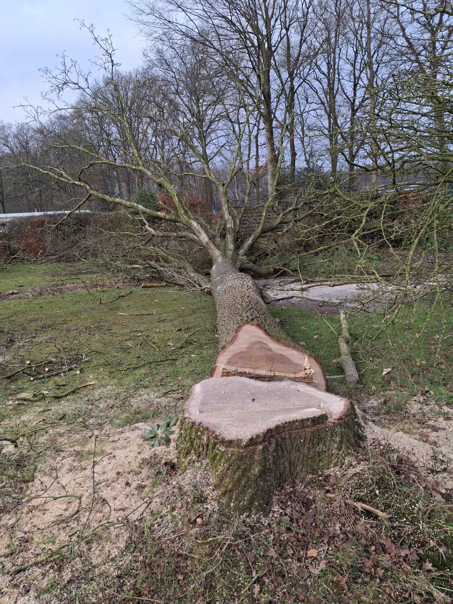 portfolio-tree-feller