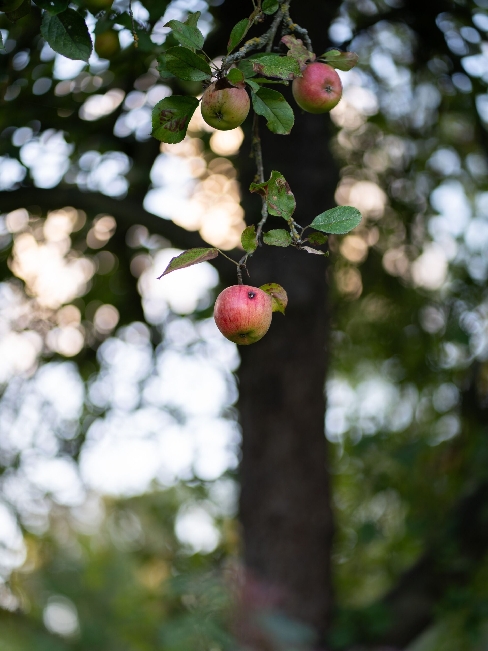 portfolio-placeholder-apple-tree